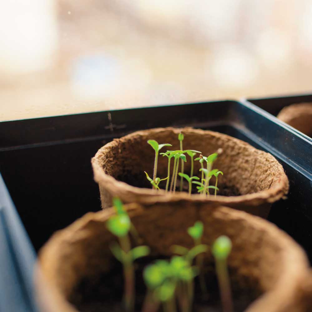 Cadeaupakketje | Bloemen & chocolade