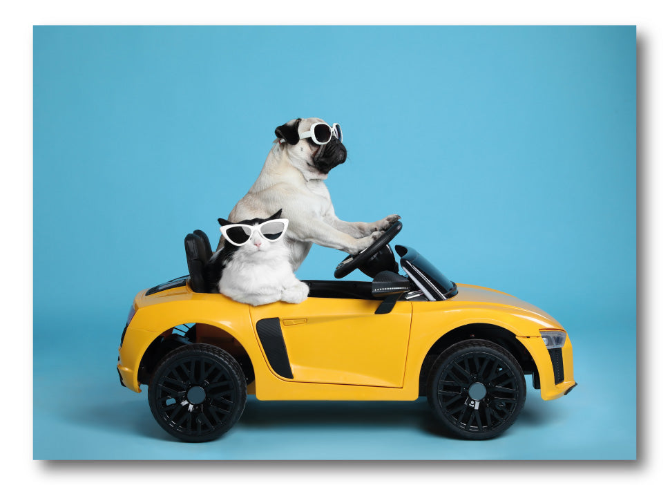 Kaart | Hondjes in auto